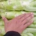 精品棒菜青皮白皮都有