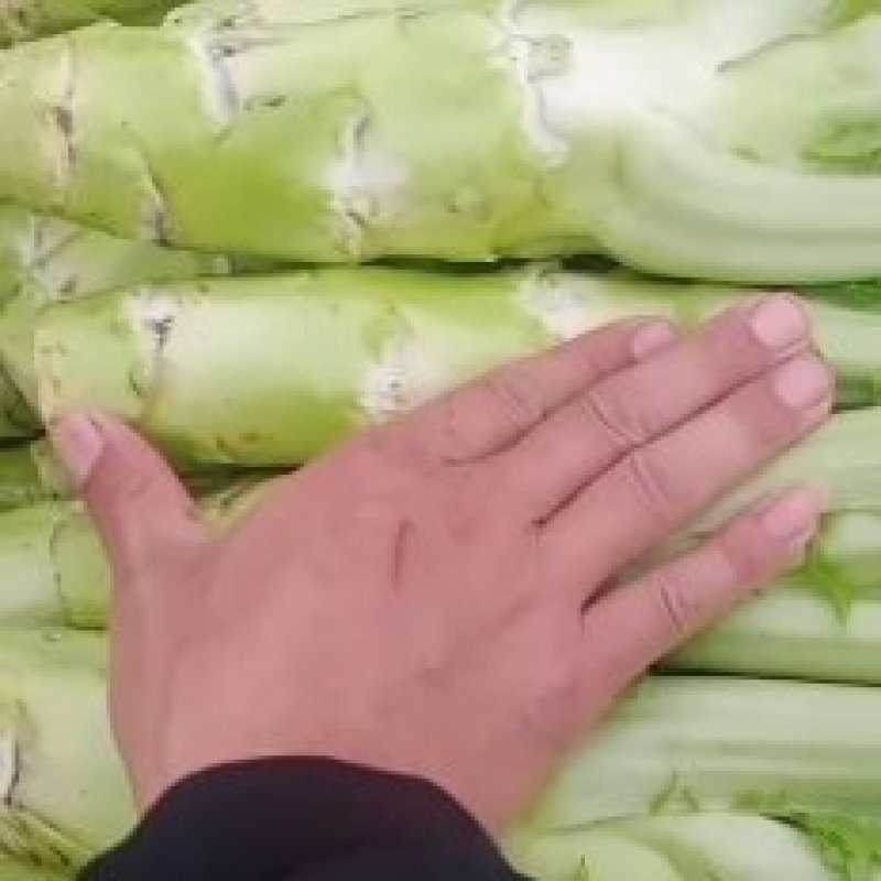 精品棒菜青皮白皮都有
