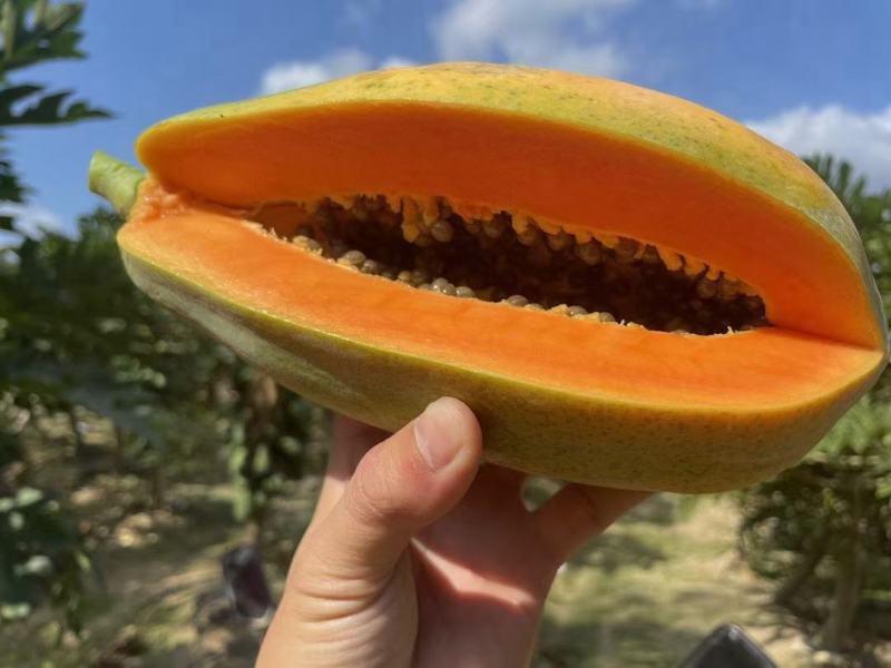供应水果木瓜