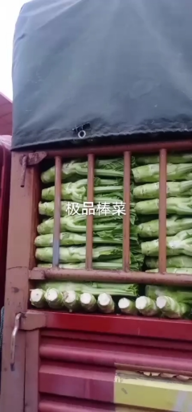 精品棒菜青皮白皮都有