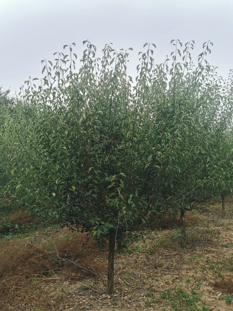 红梅，骨里红红梅5-30公分量大质优价廉