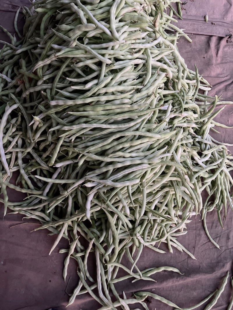 精品白乌丝，白豆王，物美价廉好货，有需要的速速订购