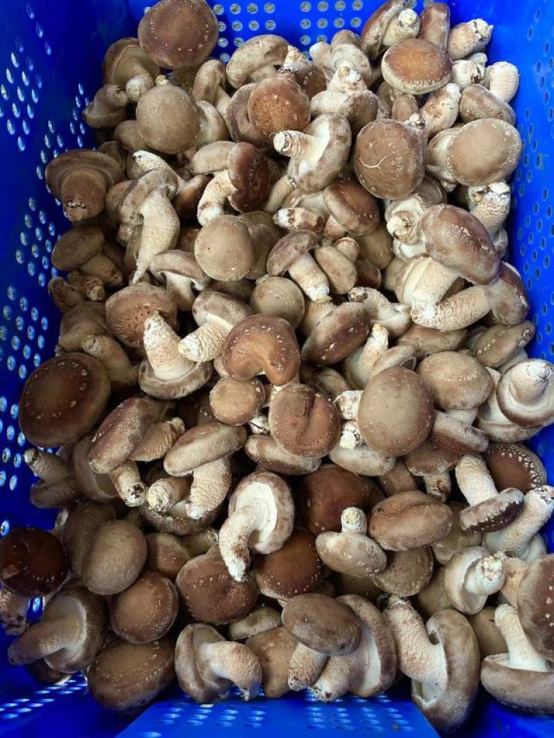 香菇，白面菇