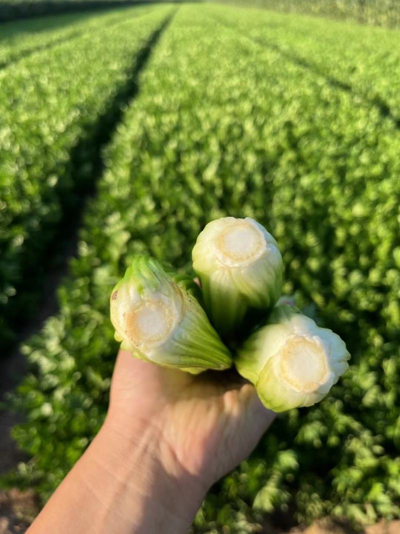 禾利尔芹菜种子高产深绿抗病强纤维少耐抽薹