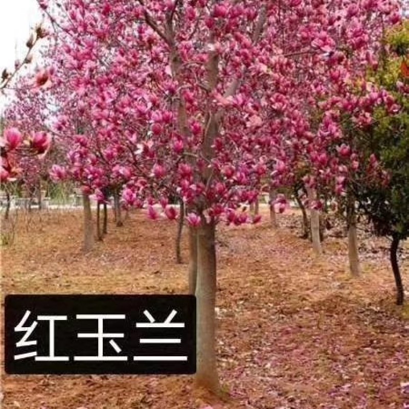 红玉兰，黄玉兰，白玉兰，紫玉兰量大质优价廉，玉兰之乡