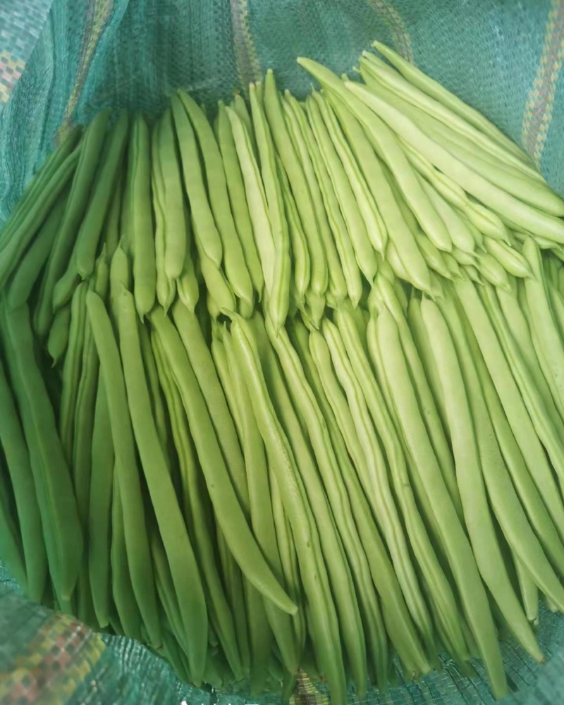 比亚久1号小金豆豆角种子浅绿色不老化长25厘米耐热无筋