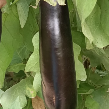 布莱迪绿把长茄量大从优发货全国保证质量