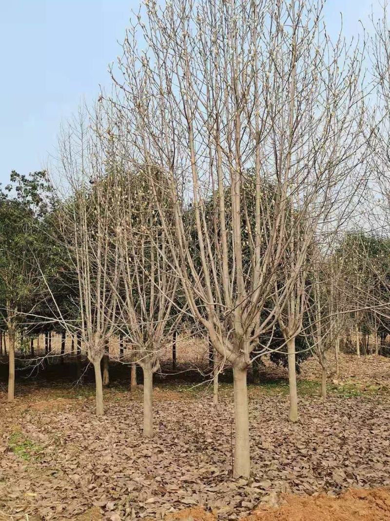 白玉兰，玉兰之乡，红黄白紫玉兰1-50公分