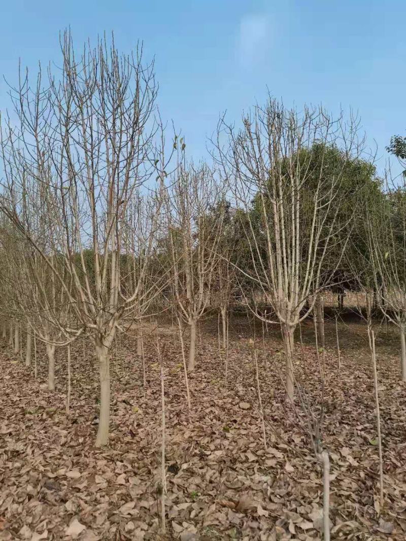 白玉兰，玉兰之乡，红黄白紫玉兰1-50公分