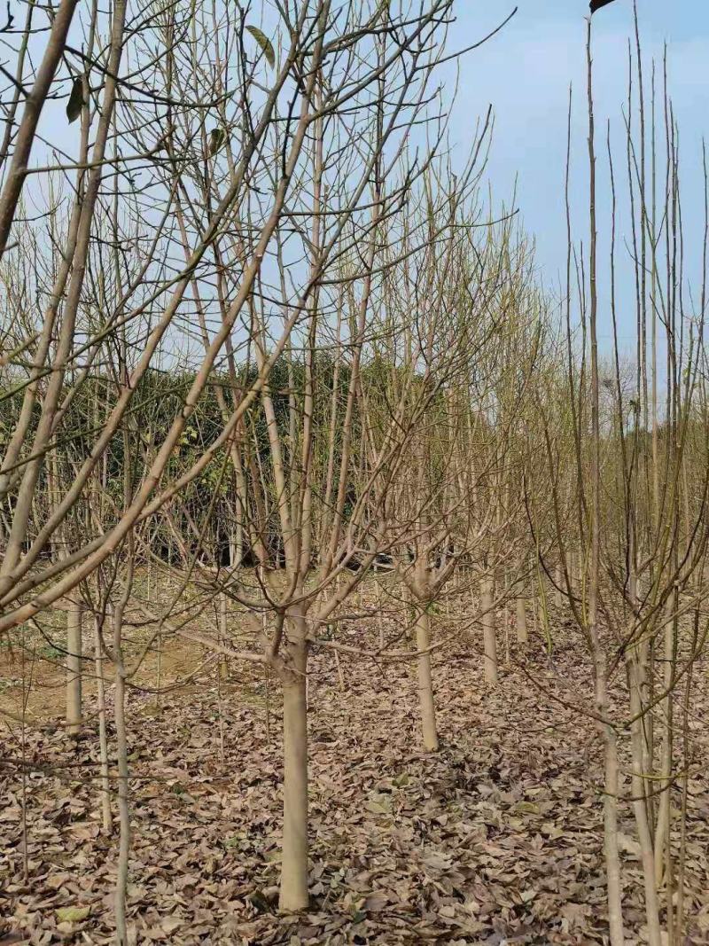 白玉兰，玉兰之乡，红黄白紫玉兰1-50公分