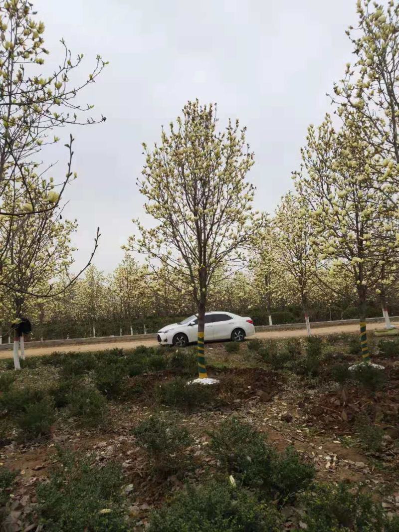 黄玉兰玉兰之乡基地直供品质保障欢迎致电咨询