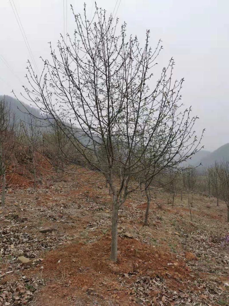 黄玉兰玉兰之乡基地直供品质保障欢迎致电咨询
