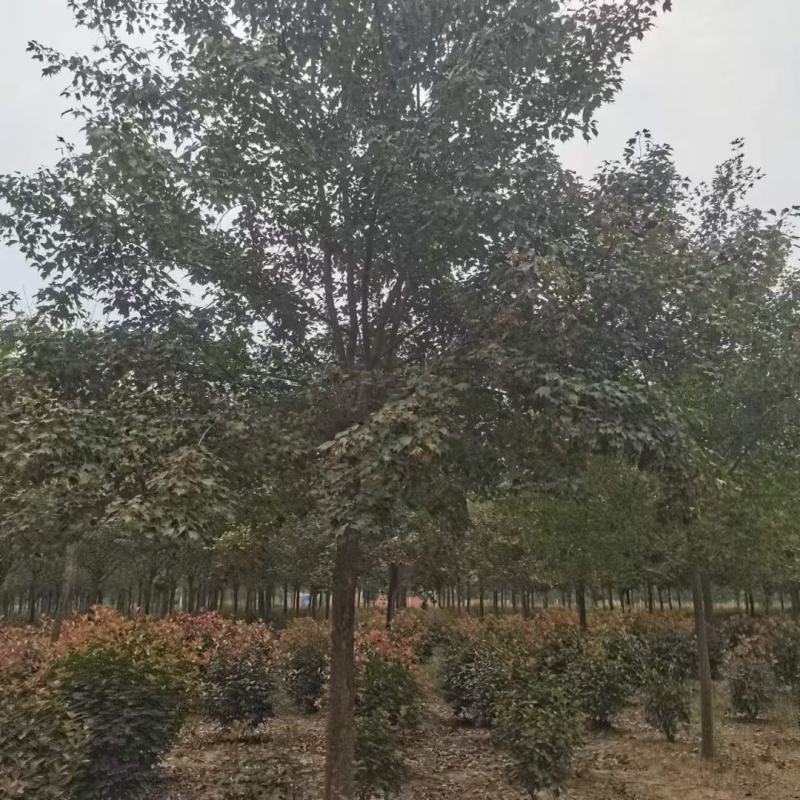 三角枫1-30公分量大质优价廉，