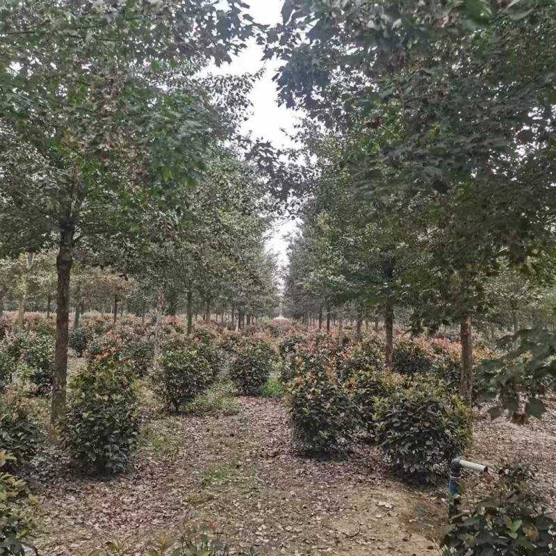 三角枫1-30公分量大质优价廉，