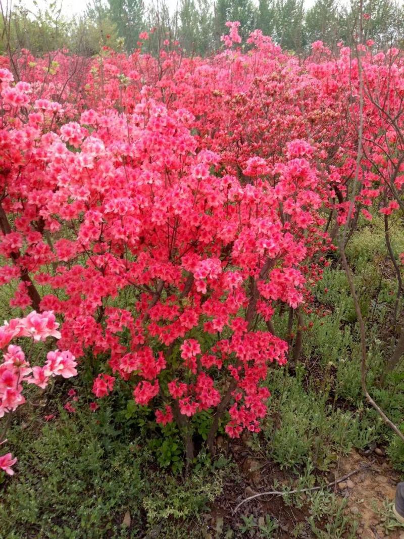 映山红，杜鹃量大质优价廉，丛生1-10个头，移栽多年