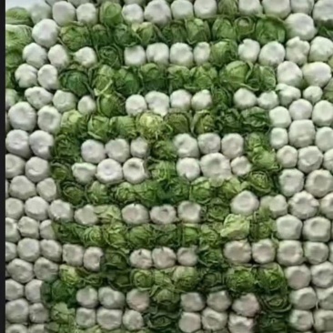 凌海白菜