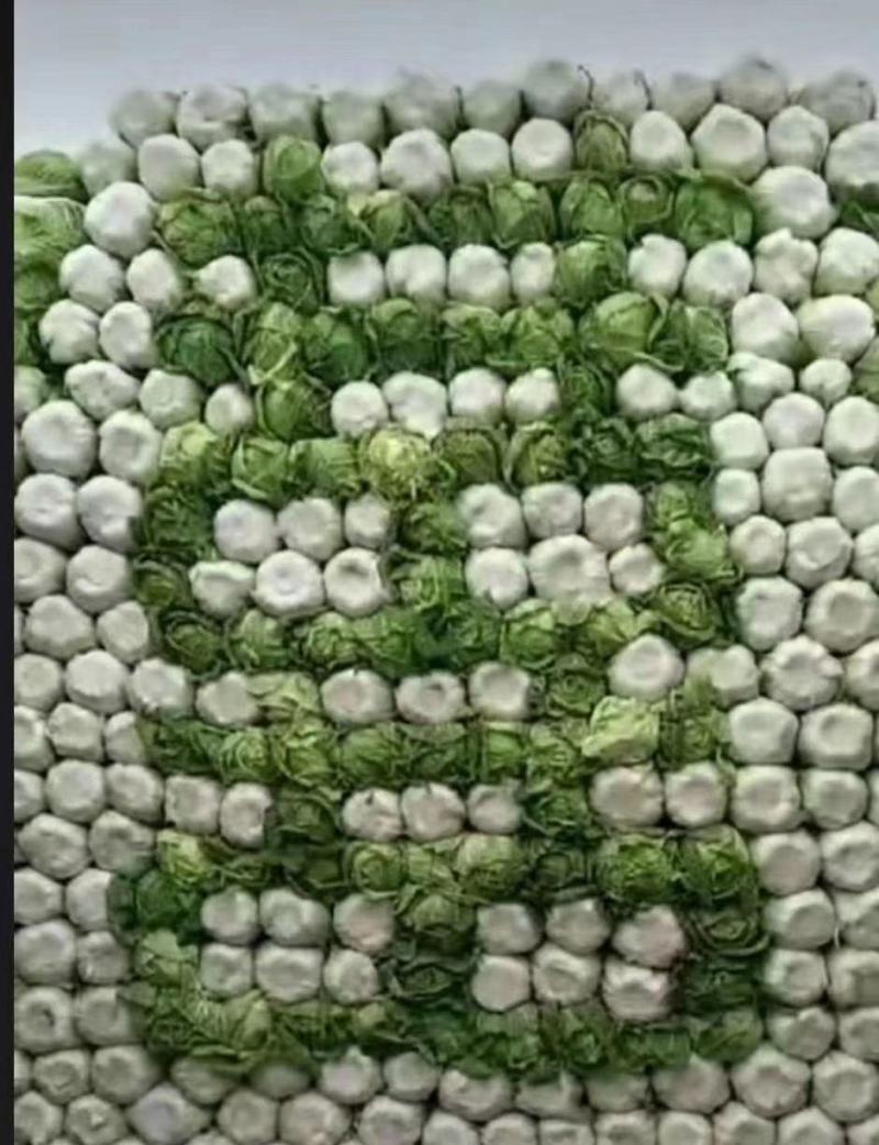 凌海白菜