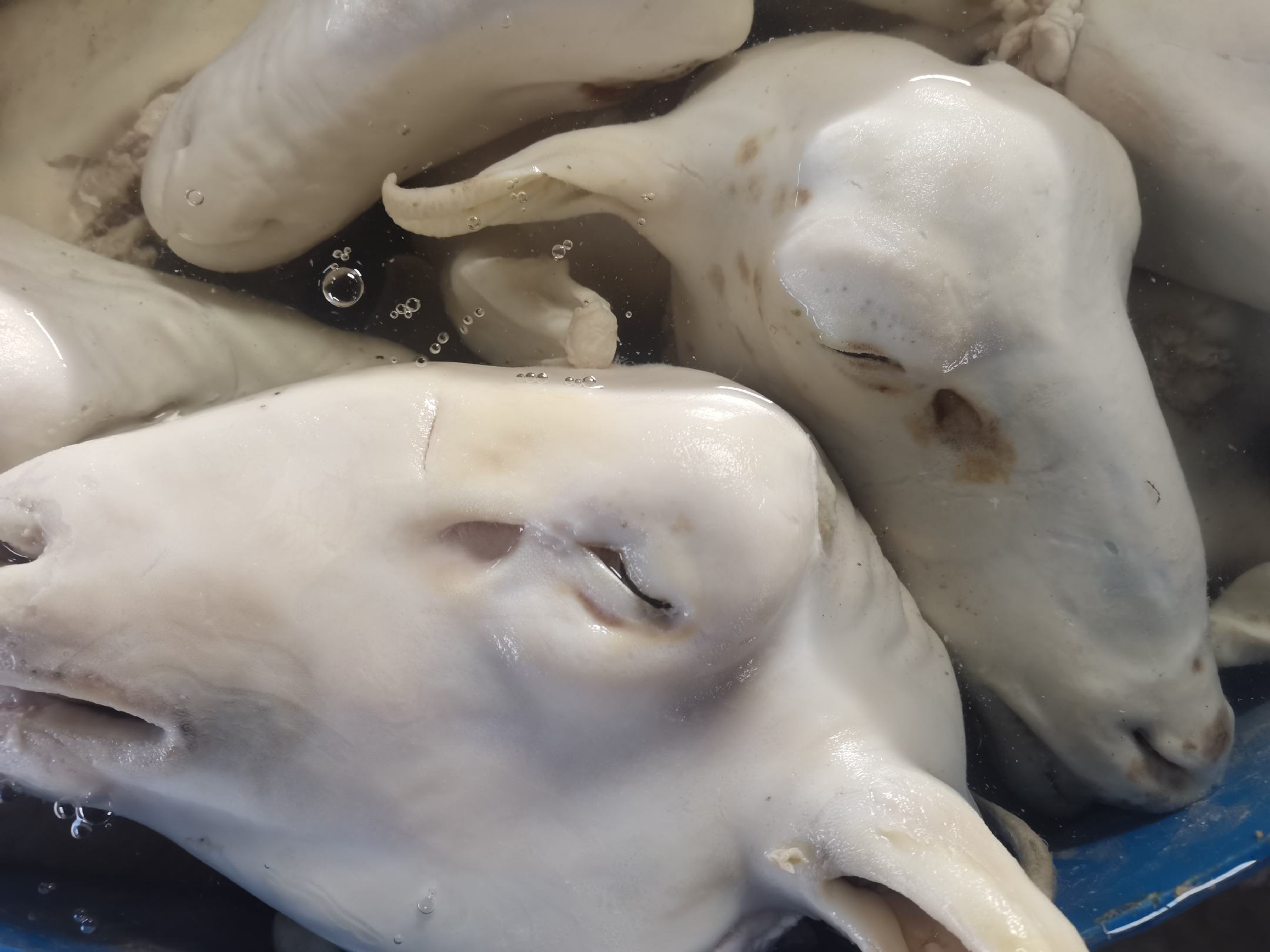 内蒙古白条羊屠宰加工流水线实景