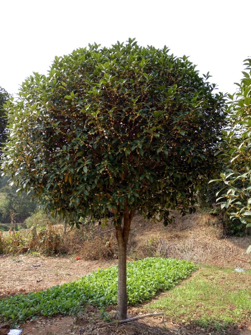 【南阳桂花】丹桂金桂八月桂银桂量大质优价廉