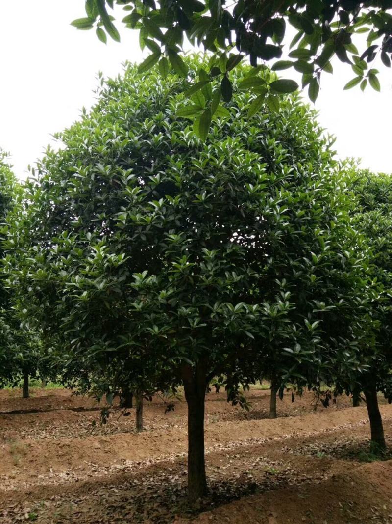 【南阳桂花】丹桂金桂八月桂银桂量大质优价廉