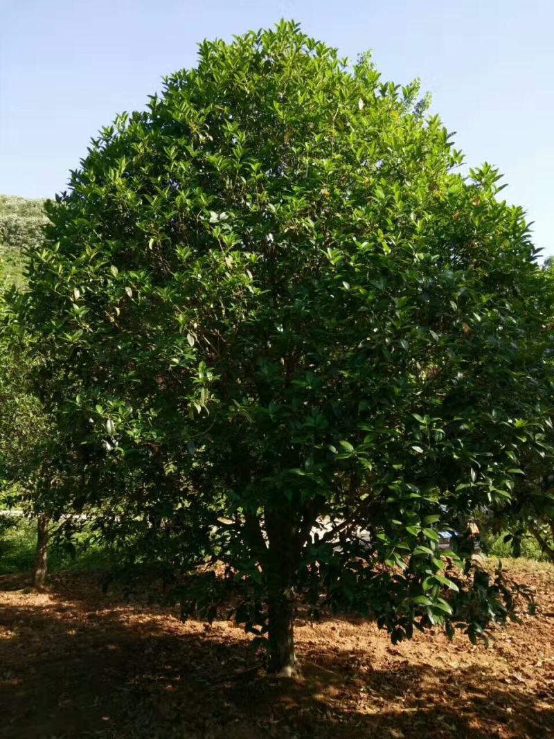 【南阳桂花】丹桂金桂八月桂银桂量大质优价廉