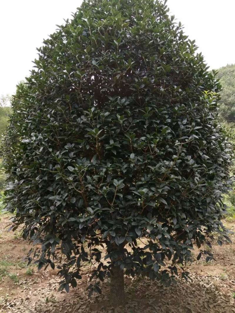 【南阳桂花】丹桂金桂八月桂银桂量大质优价廉