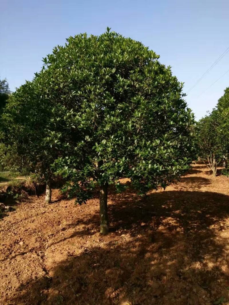 【南阳桂花】丹桂金桂八月桂银桂量大质优价廉