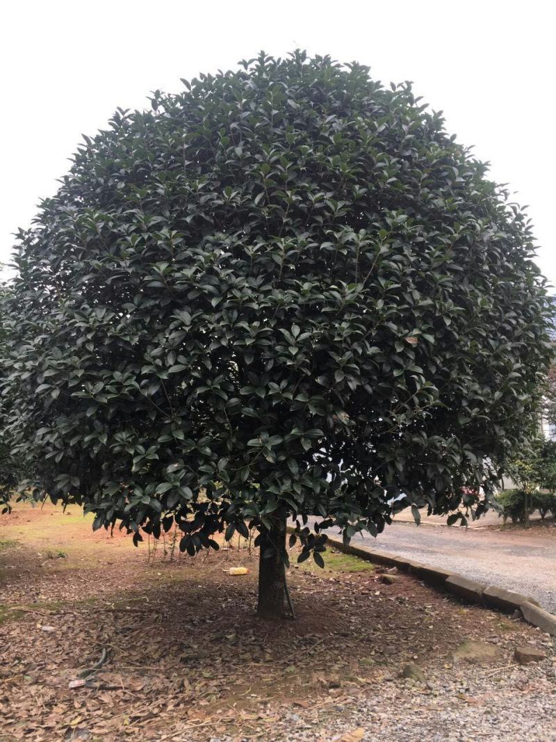 【南阳桂花】丹桂金桂八月桂银桂量大质优价廉