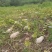 500——1000吨蜜本南瓜