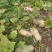 500——1000吨蜜本南瓜