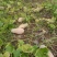 500——1000吨蜜本南瓜