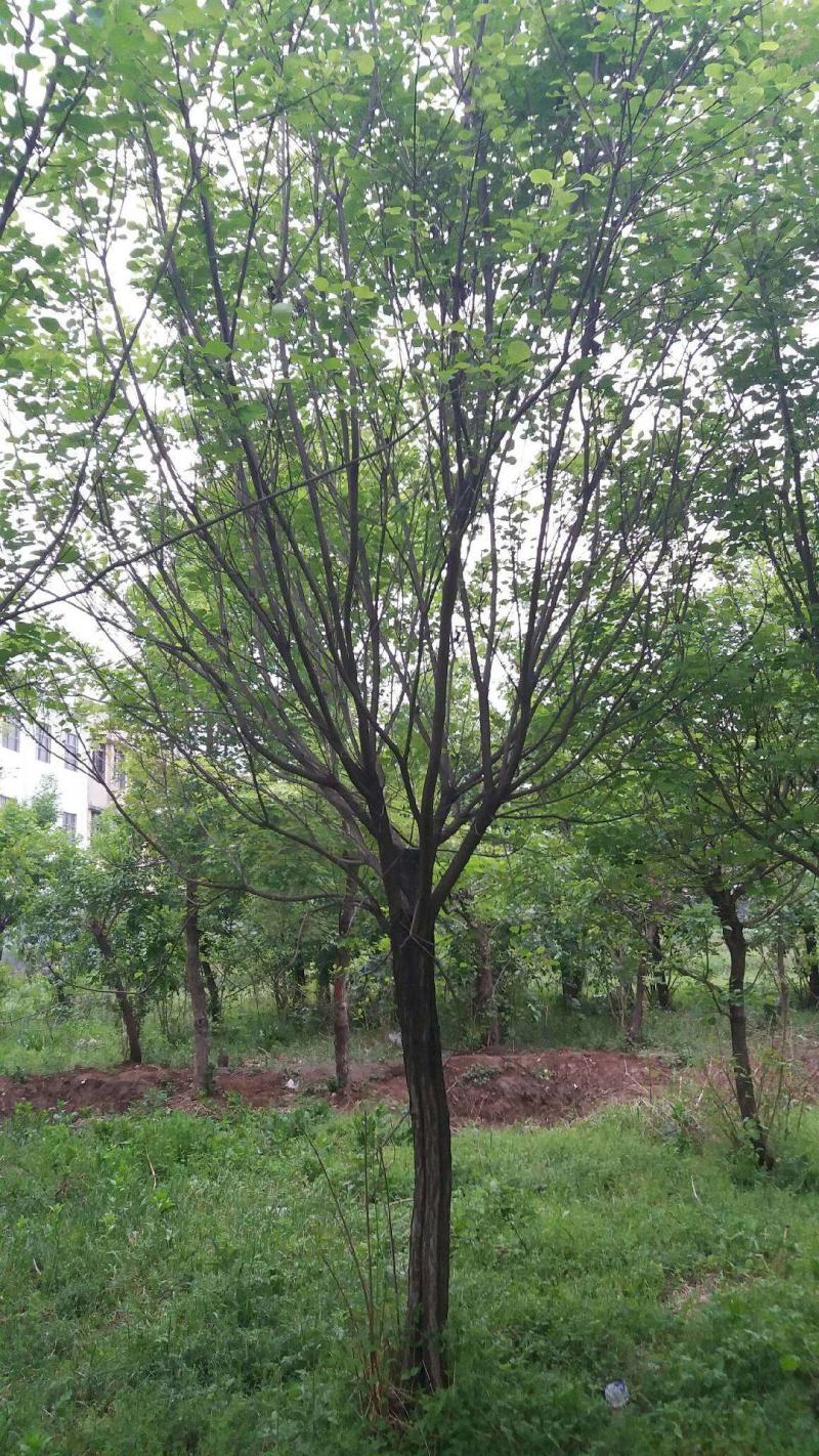 黄栌，红栌，红叶，黄栌1-30公分量大质优价廉