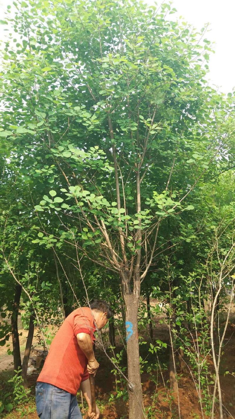 黄栌，红栌，红叶，黄栌1-30公分量大质优价廉