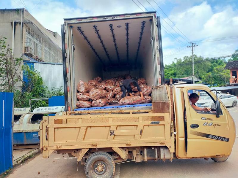 沙地红薯精品龙九大量有货产地直供口感甜面黄心