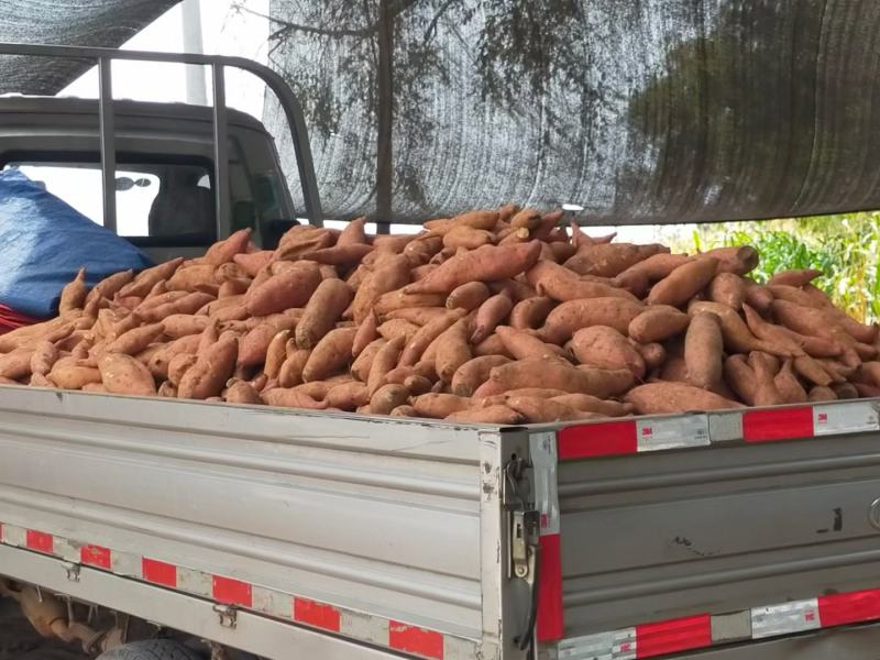 沙地红薯精品龙九大量有货产地直供口感甜面黄心