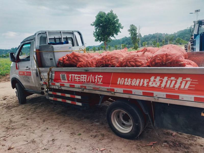 沙地红薯精品龙九大量有货产地直供口感甜面黄心