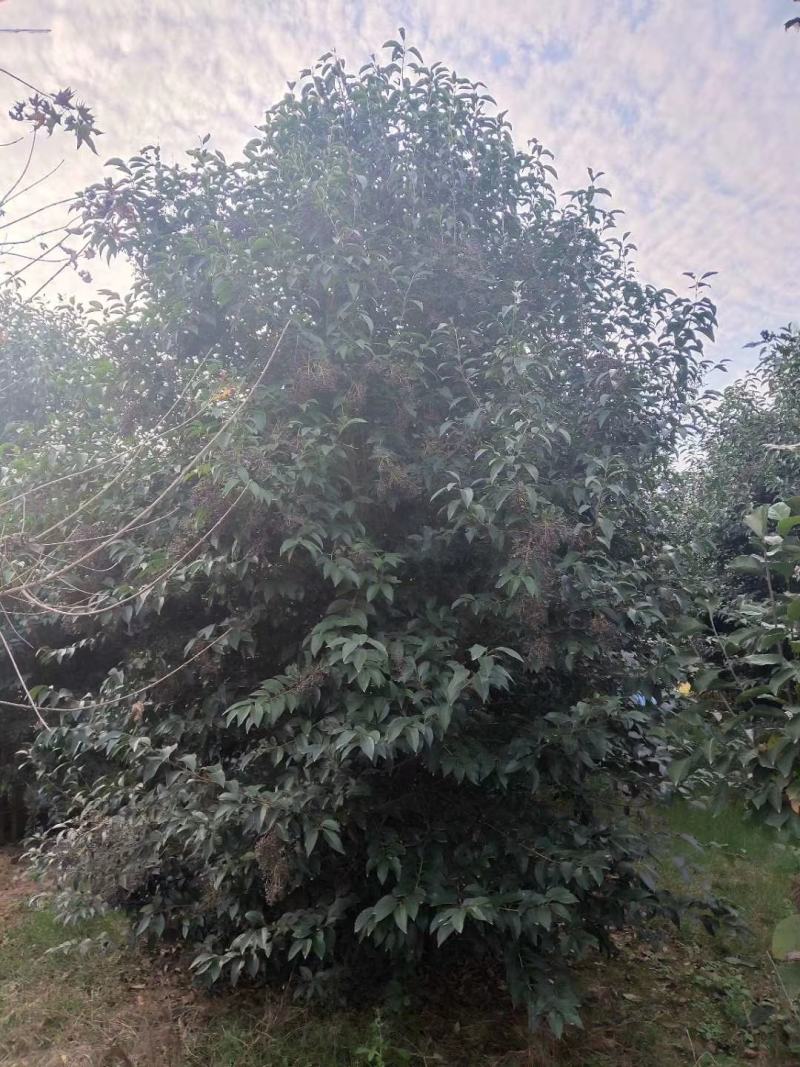 丛生大叶女贞，高度齐全多大的都有，独本的，拼栽的都有量大