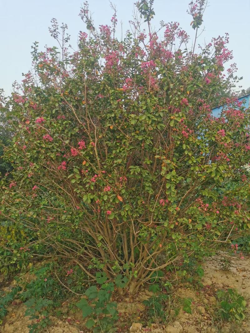 【丛生紫薇】玫瑰红紫薇/国旗红高度冠幅基地直供