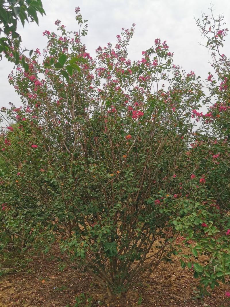 【丛生紫薇】玫瑰红紫薇/国旗红高度冠幅基地直供