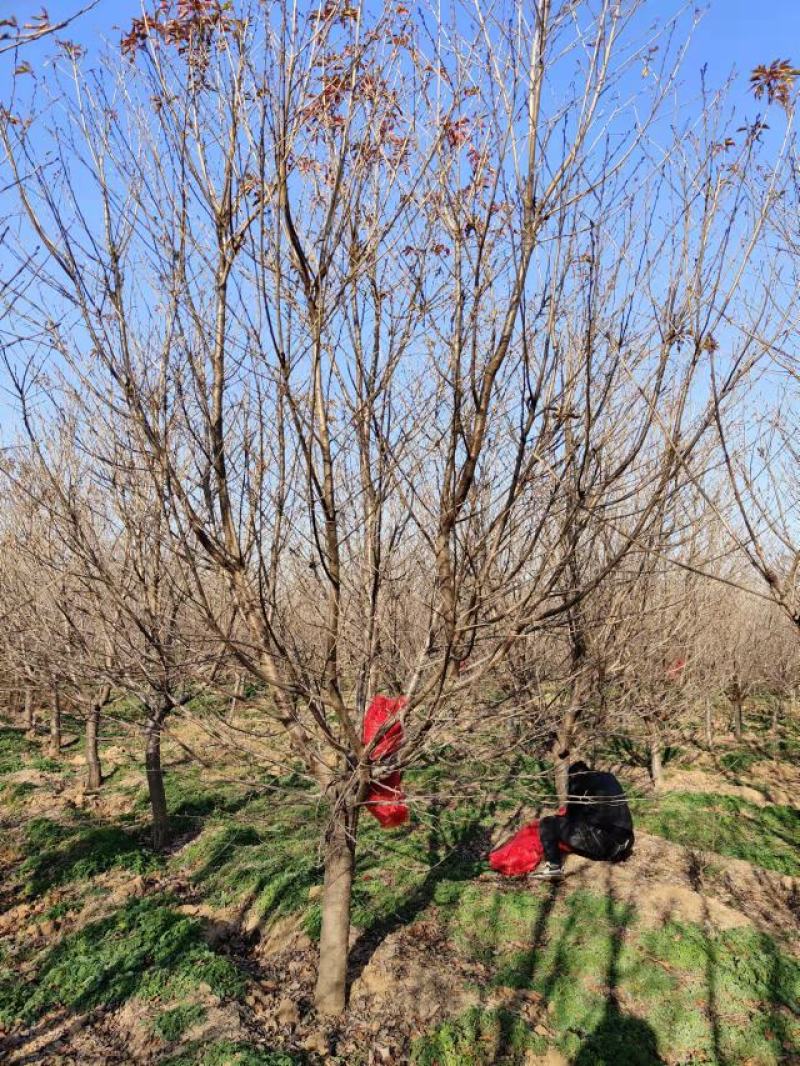 【樱花树】南阳樱花树规格齐全可视频看货欢迎咨询