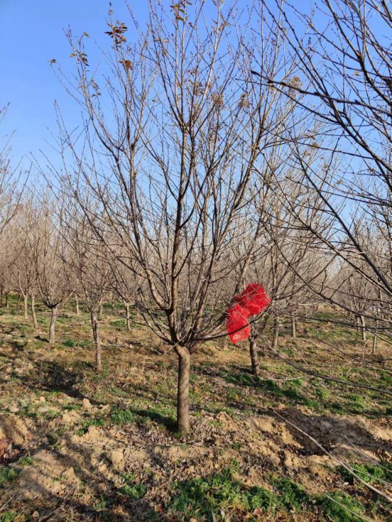【樱花树】南阳樱花树规格齐全可视频看货欢迎咨询