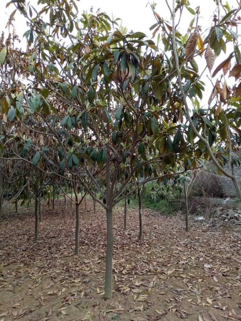 河南南阳枇杷树1-20公分枇杷树大量有货欢迎咨询