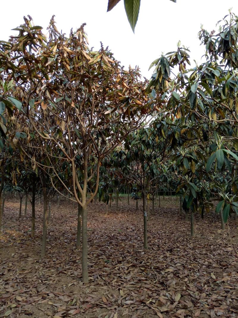 河南南阳枇杷树1-20公分枇杷树大量有货欢迎咨询