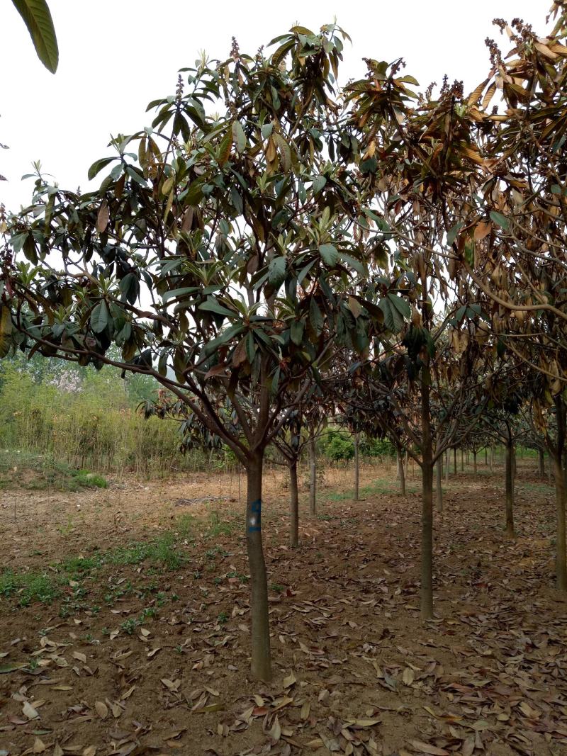 河南南阳枇杷树1-20公分枇杷树大量有货欢迎咨询