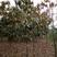 河南南阳枇杷树1-20公分枇杷树大量有货欢迎咨询