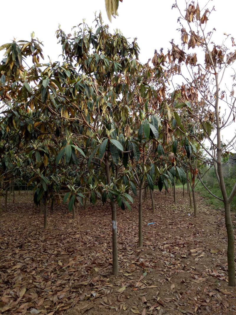 河南南阳枇杷树1-20公分枇杷树大量有货欢迎咨询
