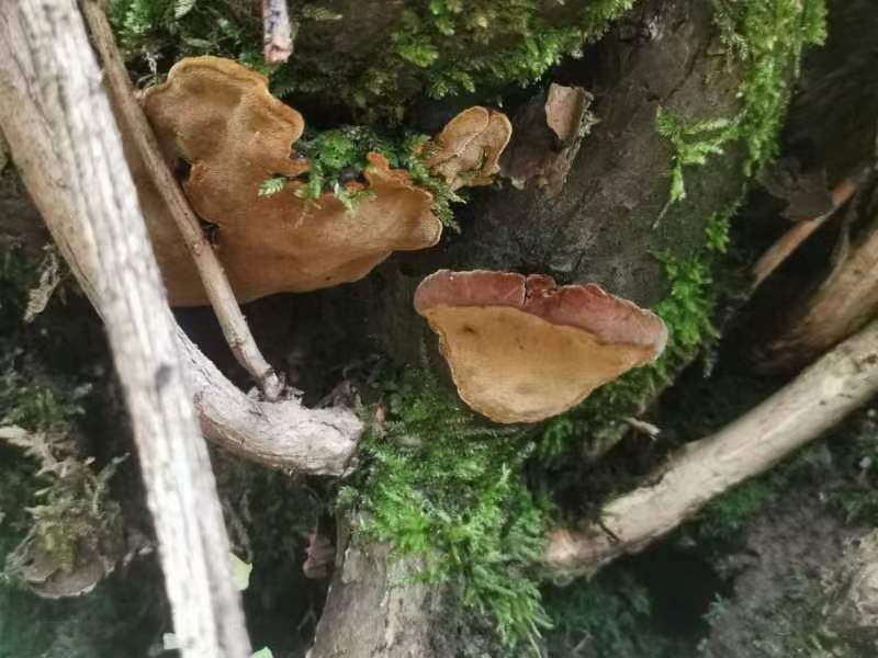 桑树黄
