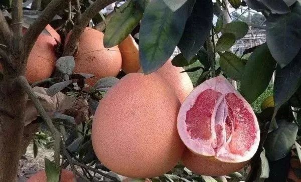 三红蜜柚果实特写