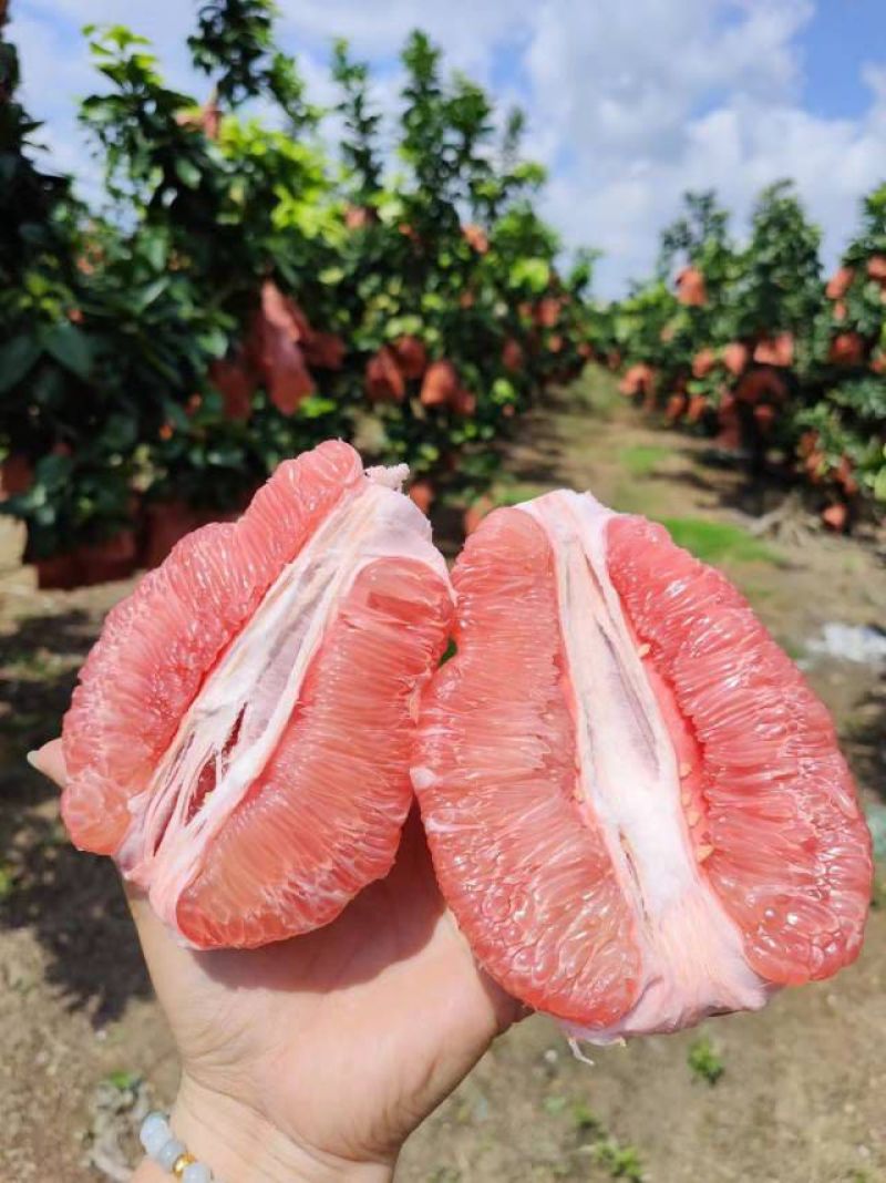 三红柚，需要的速度联系
