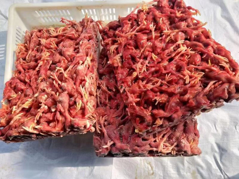 喂蛇饲料脱毛小鸡